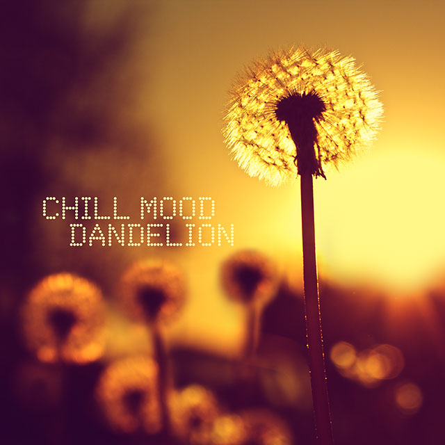 Chill Mood Dandelion